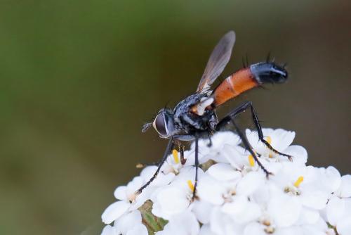 Réf. 262 413 : Cylindromyia sp.